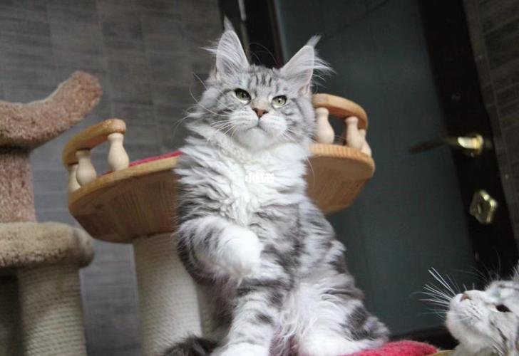 缅因猫银虎斑加白妹妹_缅因猫_宠物_猫