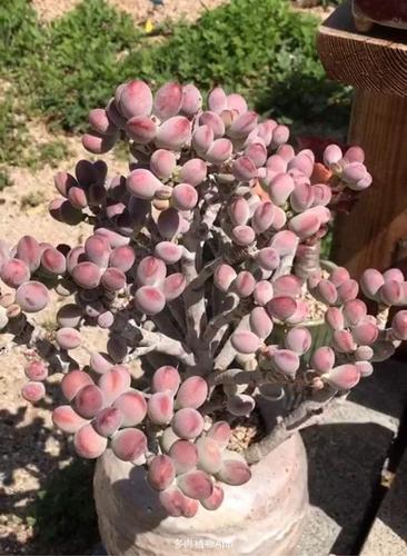 好养又耐养的多肉普货"乒乓福娘",养爆盆,养出锦,其实