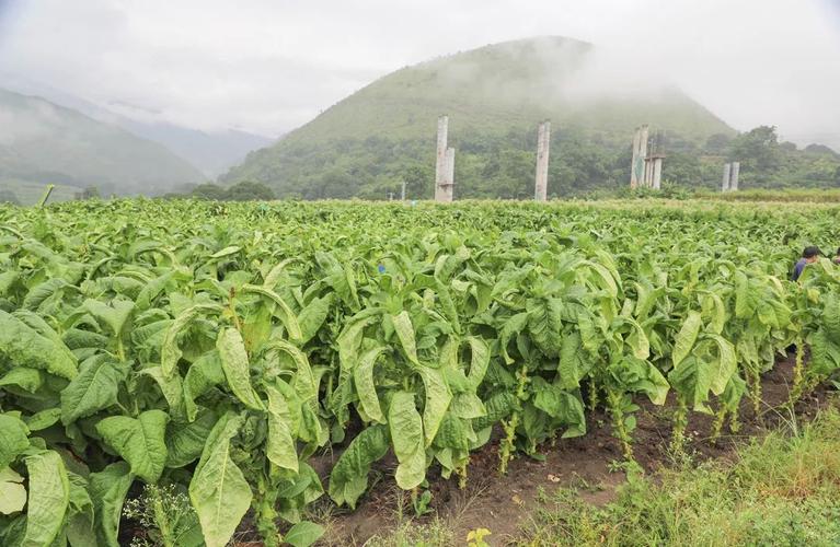 不是和你吹 ▏元江真的种着雪!茄!烟!