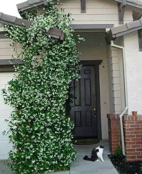 想养出一墙爬藤植物,就选"此3种花",各个都是攀爬能手