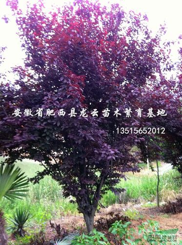 红叶李(紫叶李)图片_安徽省肥西县龙云苗木繁育基地