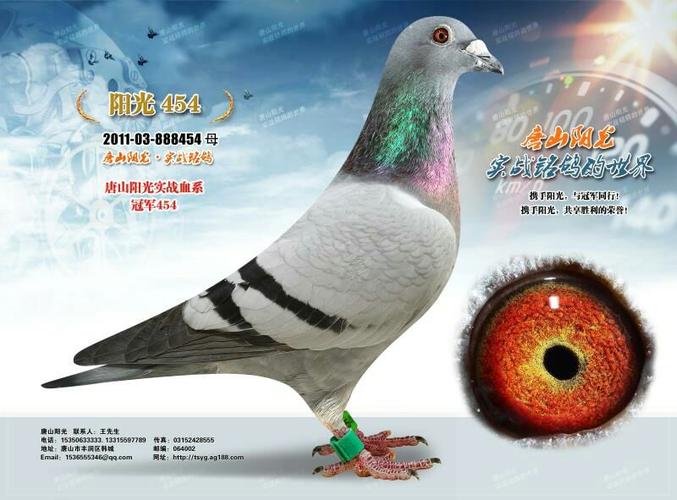 唐山阳光实战赛绩鸽种鸽微信拍卖专场