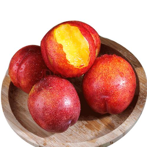 大红袍李子 新鲜水果李子甜李子 盖州大李子 大红李子