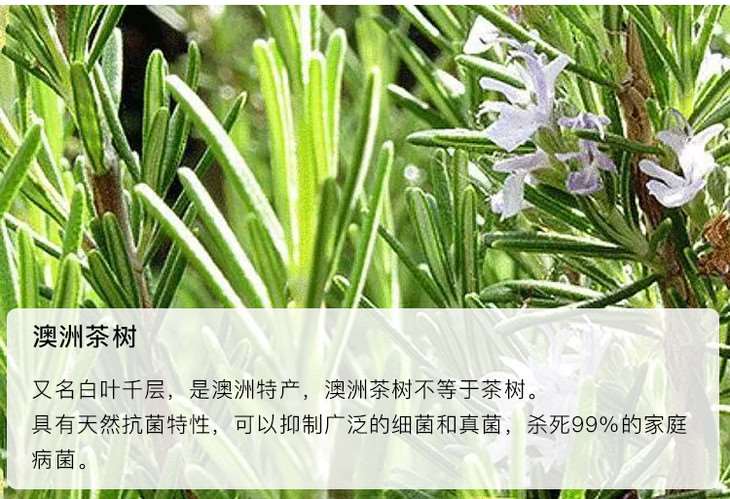 茶树精油的功效与作用7大功效介绍