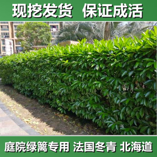 法国冬青珊瑚树大叶黄杨北海道树苗庭院绿化篱笆围墙植物常青包邮