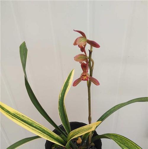 墨兰红神荷,一款品相奇特的兰花,花姿独特,养护打理比较简单