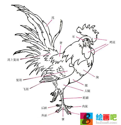 国画公鸡的画法和步骤