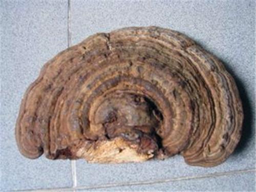 现在拍卖野生灵芝值多少