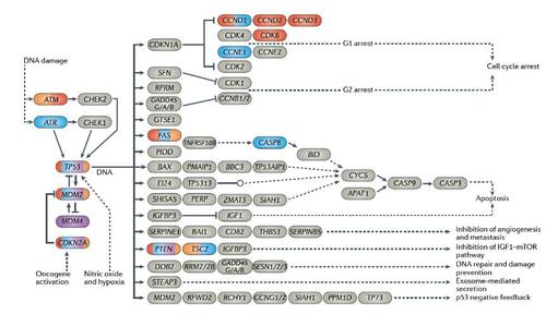 图文详解p53蛋白与p53信号通路