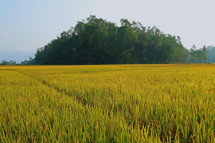 田野里更是一派丰收的景象:一望无际的稻田像铺了一地的金子.