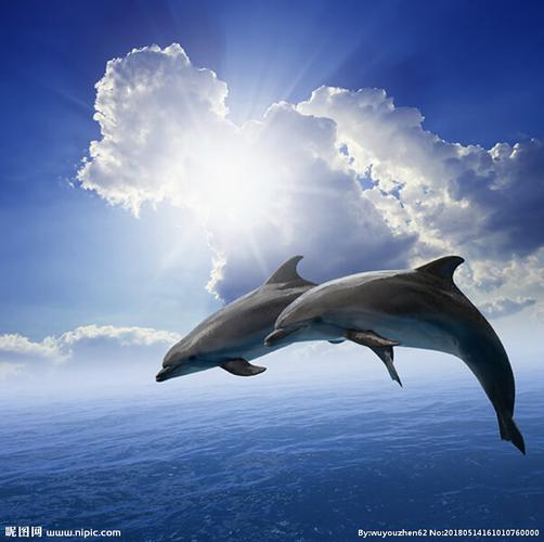 海豚图片
