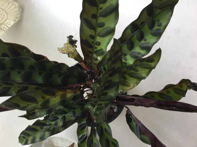 豹纹竹芋叶子枯卷怎么回事?