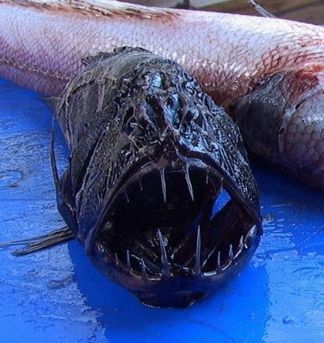 海啸后发现大批深海未知生物,开开眼界吧