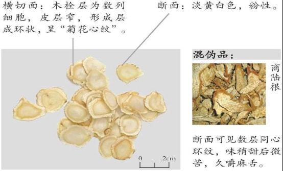 关注人参西洋参党参太子参北沙参参和参是不一样的您了解多少