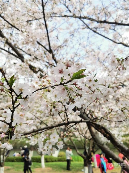 樱花公园赏花正艳时- 东论 东方热线·东方论坛-宁波