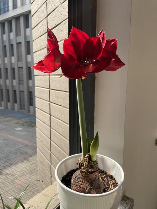 朱顶红美朱开花啦