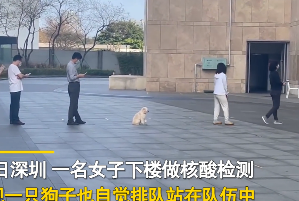 深圳狗子自觉排队做核酸始终保持一米距离一旁女子被逗笑