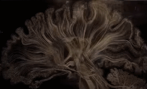 放大22倍的金色"大脑切片"