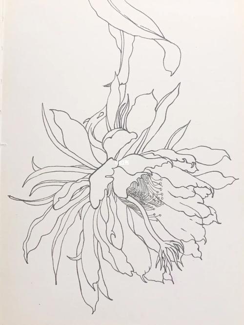 每日一画 | 白描花卉昙花 | 手绘教程_手绘_花卉_教程