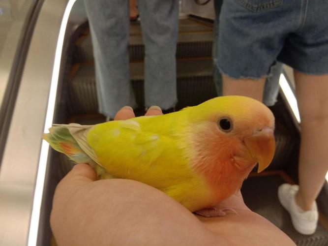 一个月大的牡丹鹦鹉吃什么呢