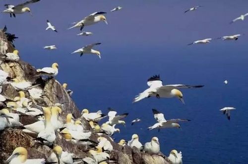 西沙群岛是中国南海主岛的四大群岛之一 主要由宣德