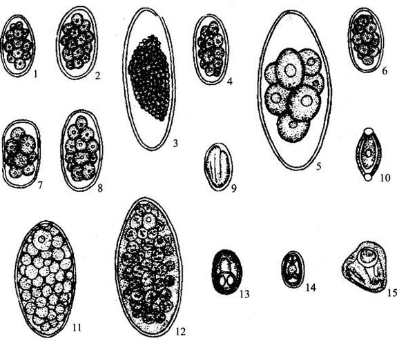 图1-20(三) 羊体内的寄生虫虫卵形态