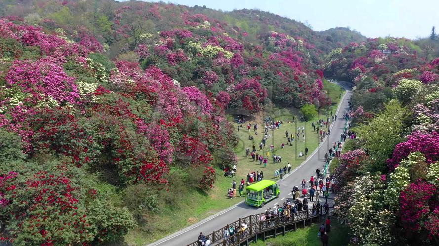 航拍贵州毕节百里杜鹃金坡景区