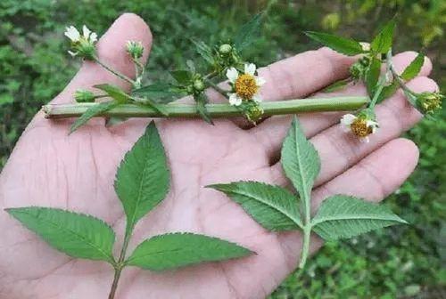 鬼针草的功效与作用,鬼针草的用法和用量