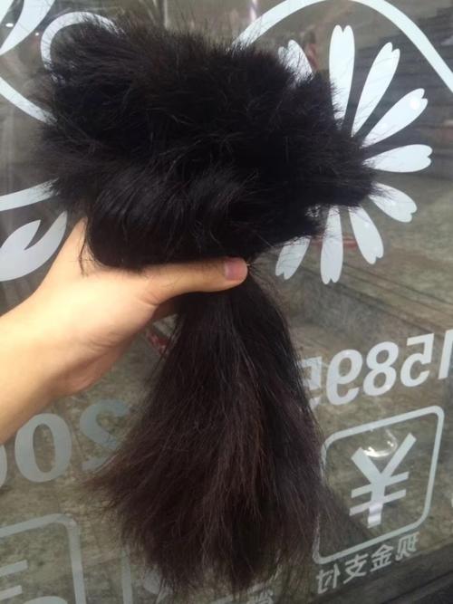 理发师把剪下来的头发捆一捆用来逗猫了.哭唧唧.