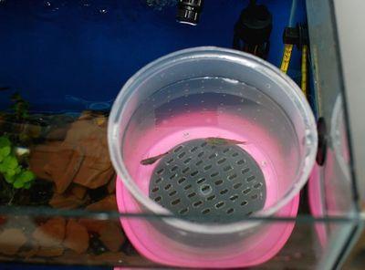 diy超简易孔雀鱼繁殖盒|如何自制繁殖盒|手工制作孔雀鱼繁殖箱教程