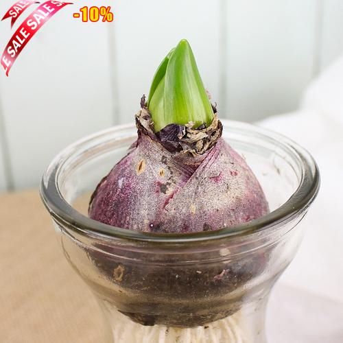 水仙花盆栽 水培_室内多肉盆栽花卉植物防辐 风信子种球 洋水仙种子
