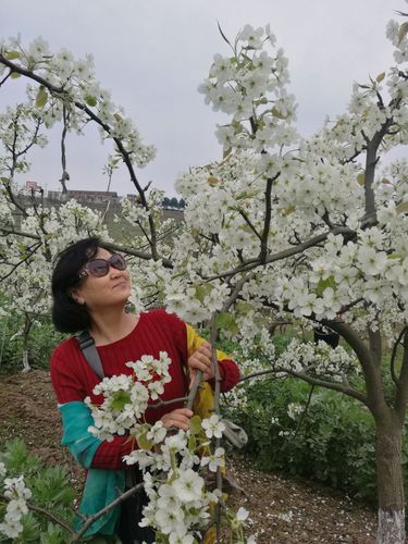 彭州葛仙山赏梨花 (2018.3.23)