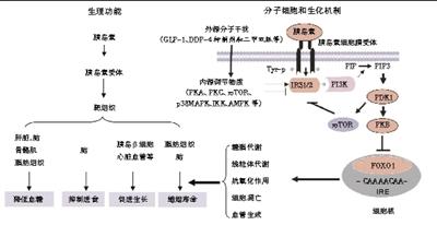 胰岛素的生理功能及其信号传导的分子细胞和生化机制