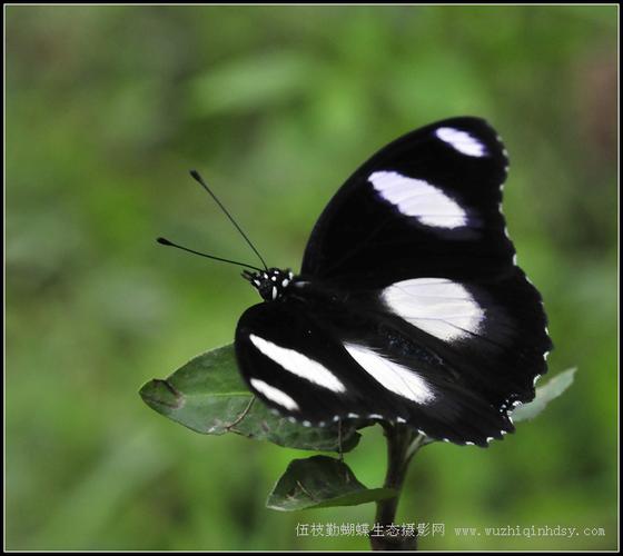 金斑蛱蝶 hypolimnas missipus (linnaeus)