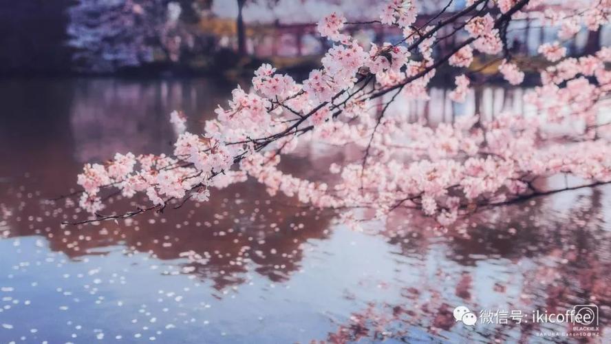 今年西湖的樱花开的特别美