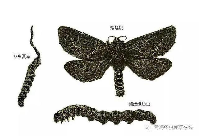 虫草蝙蝠蛾的生活史是:最后一龄幼虫→预蛹→蛹→成虫→卵→一龄幼虫