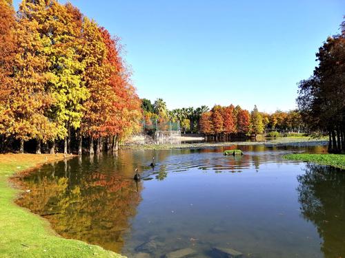 《厦门园博苑》 落羽杉
