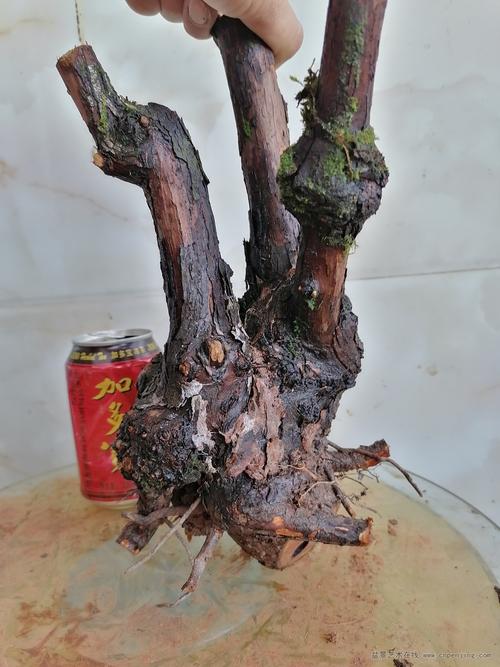 [花果] 山香木 嫁接月季花的