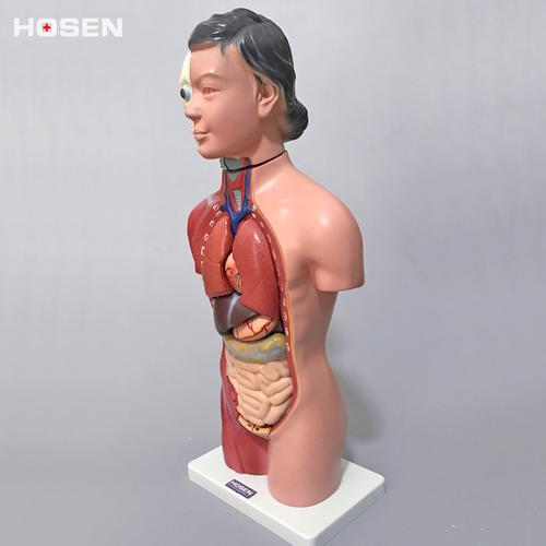 躯干模型人体内脏胸腹部器官解剖男性女性心肝脾肺肾结构教学立体