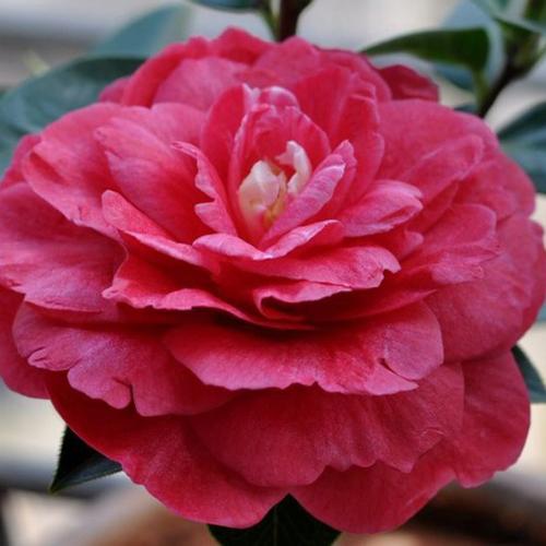 云南鹤顶红 _金华米可苗木有限公司-米可茶花,小苗