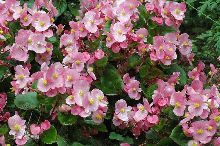 楼主,这是四季秋海棠.