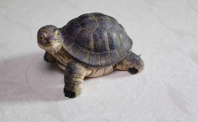 小乌龟能吃什么小乌龟能吃蔬菜吗