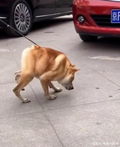 可悲!这种"两厢犬"本是一种非常痛苦疾病,却被用来当宠物狗!