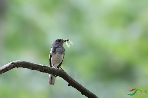 小鸟捉虫 - 台湾版 taiwan鸟网