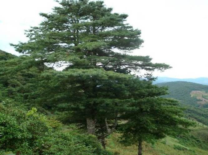 雪松和华山松有什么区别?