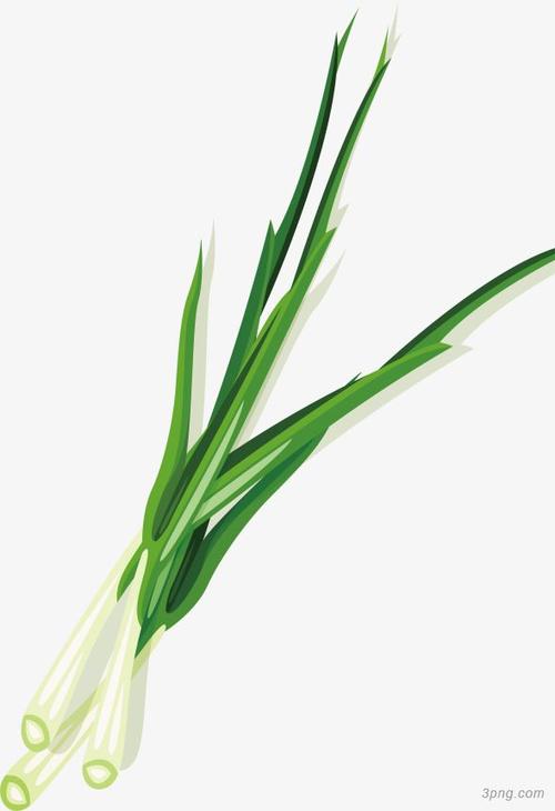 手绘绿色小葱png素材透明免抠图片卡通手绘