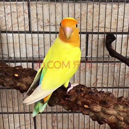 桃脸牡丹鹦鹉活鸟活物黄桃绿桃小鸟会学说活的宠物鸟家养成年繁殖 蓝