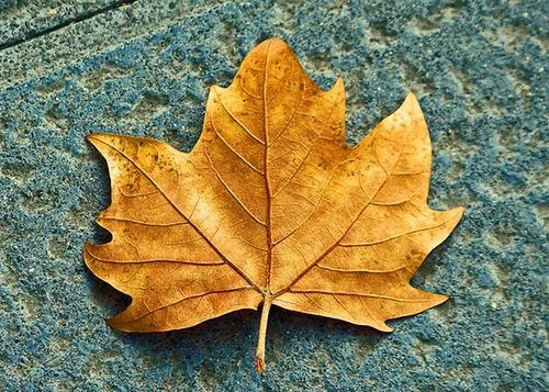 首页 图片大全 枯黄的枫叶 > || 更新时间:2014-11-12 颜色分 黄色