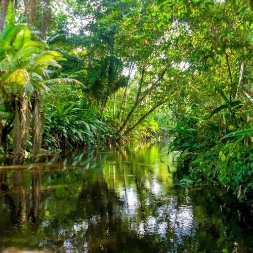 亚马逊热带雨林里的"恶魔花园"是如何形成的?地球之肺