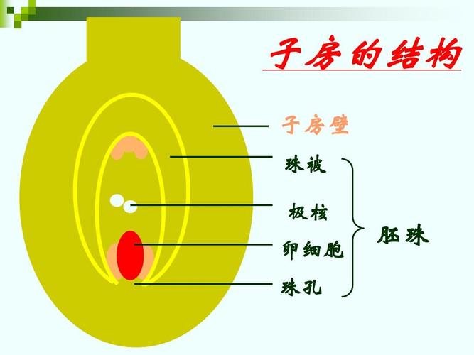 胚珠  